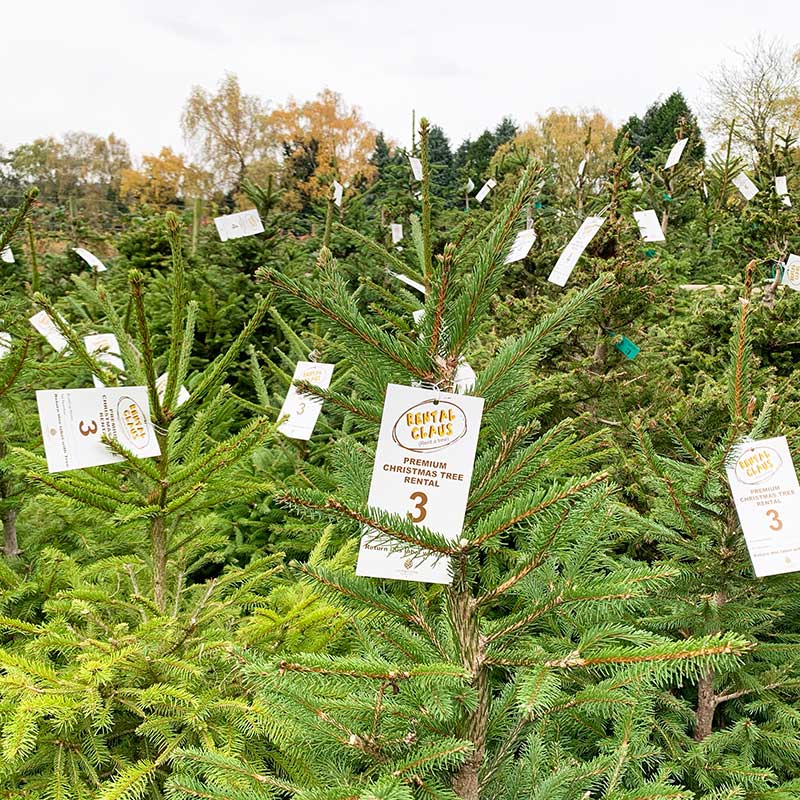 Rental-Claus-Pot-Grown-Trees---Primrose-Vale-Farm-Shop---Cheltenham