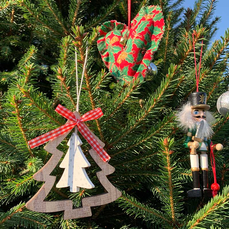 Rental-Premium-Pot-Grown-Christmas-Trees---Rental-Claus---Cheltenham-Stroud-Bristol-Gloucesteshire